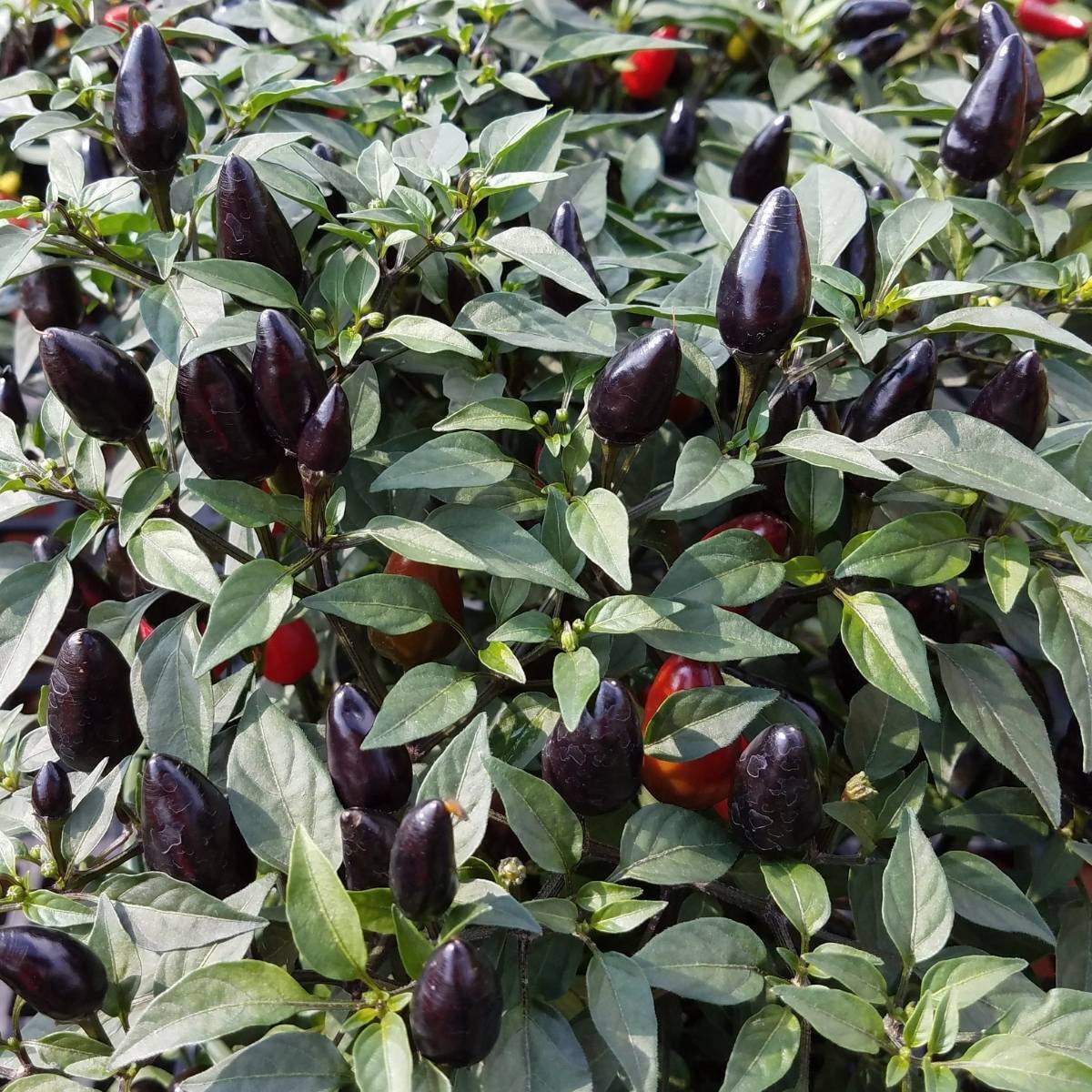 Black Olive Chilli Seeds