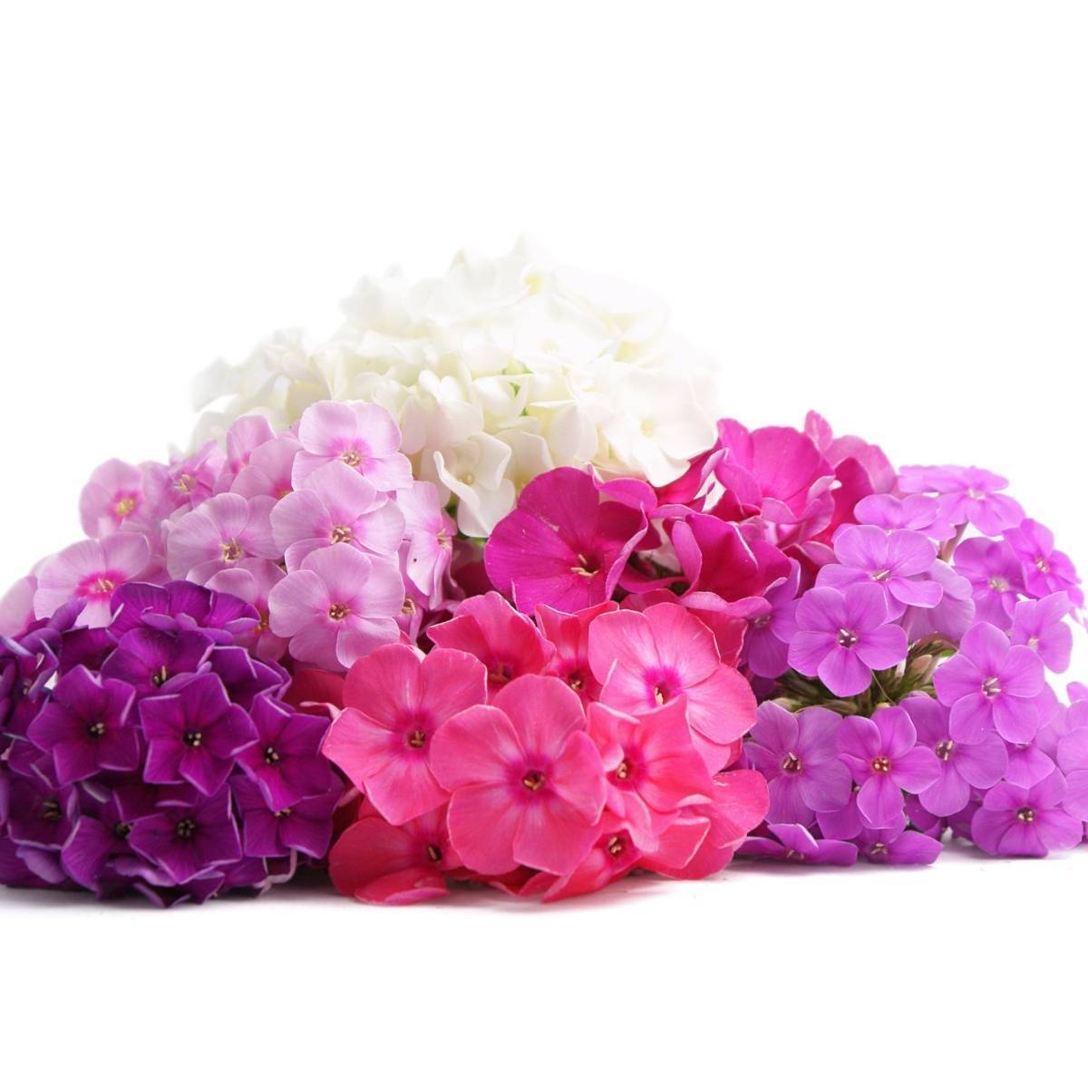 Phlox Beauty Mix Seeds