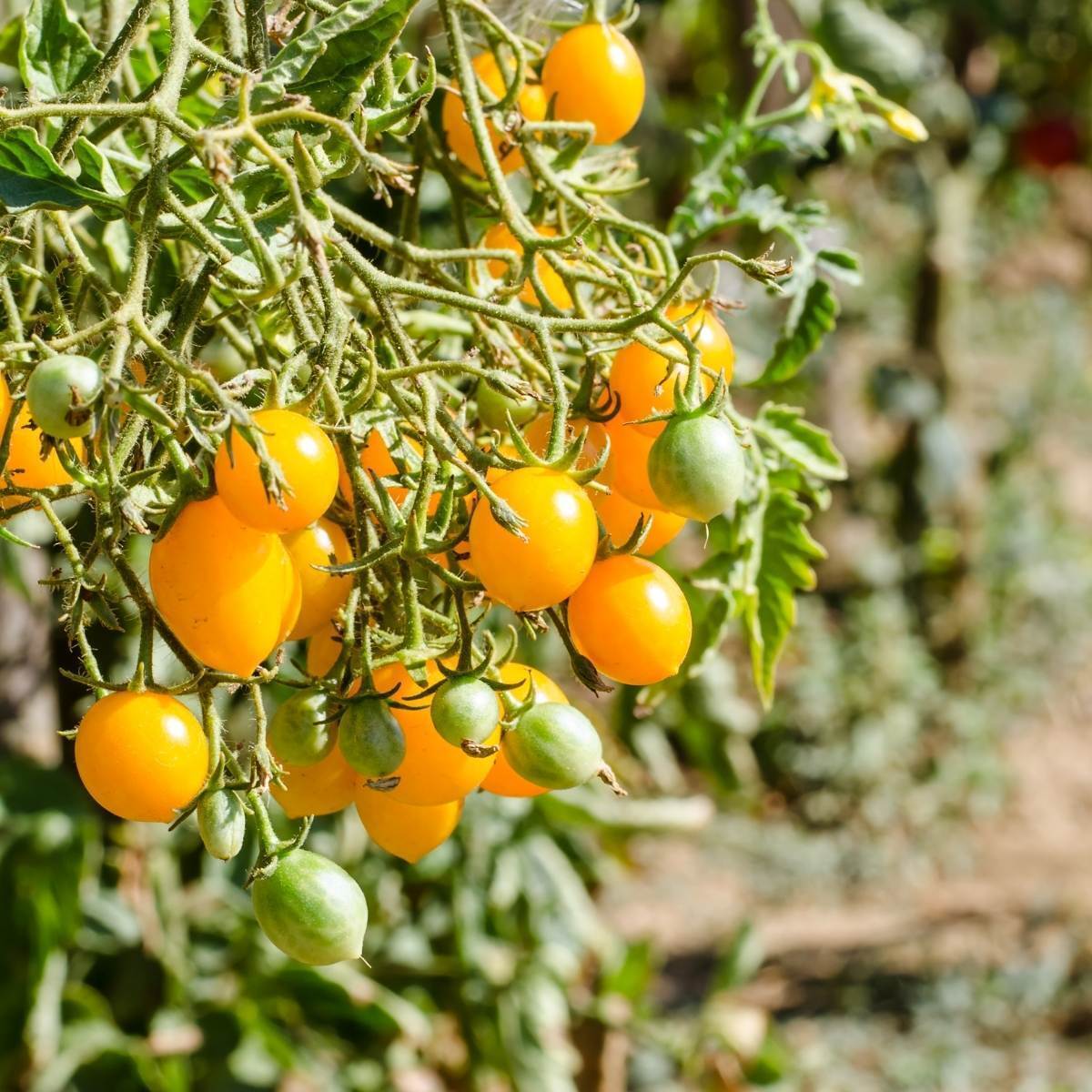 Gold Nugget Tomato Seeds