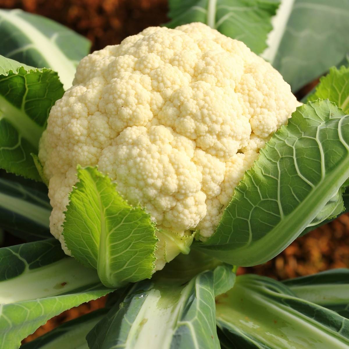 First Early Cauliflower Seeds