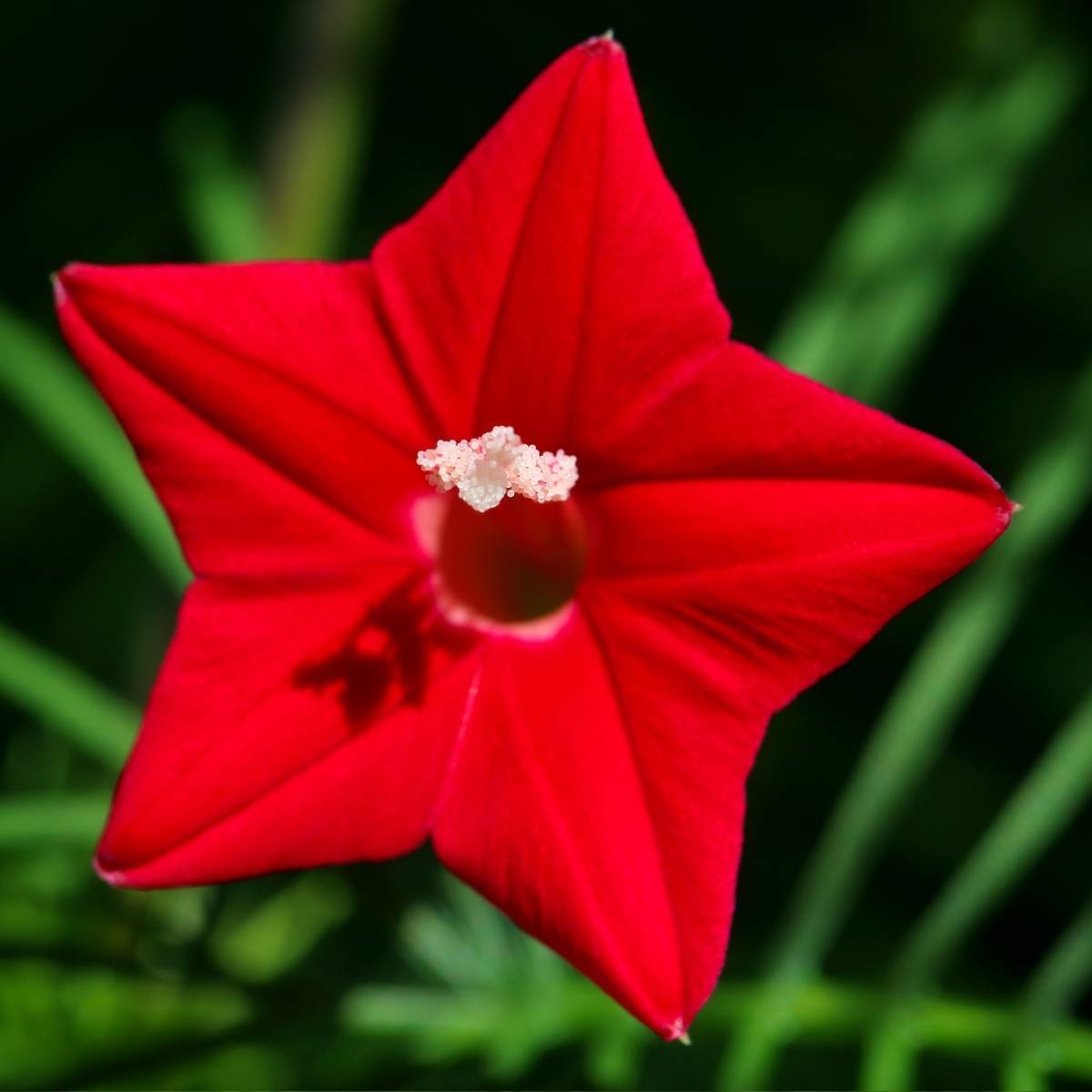 Cardinal Creeper Seeds