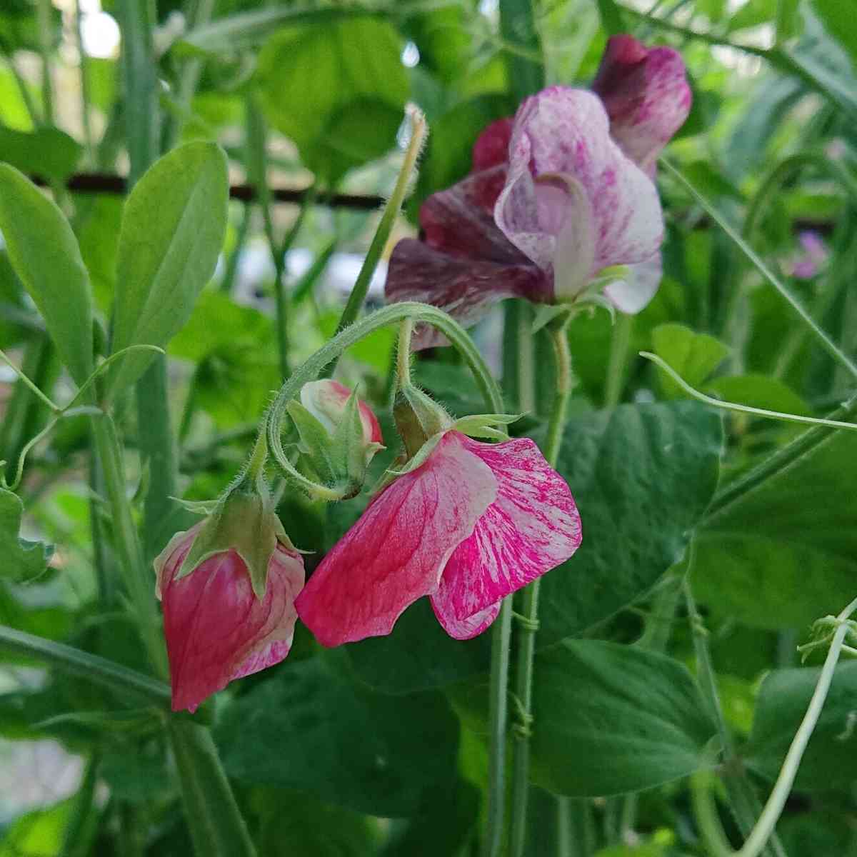 Sweet Pea Spencer Mix Stripes Seeds