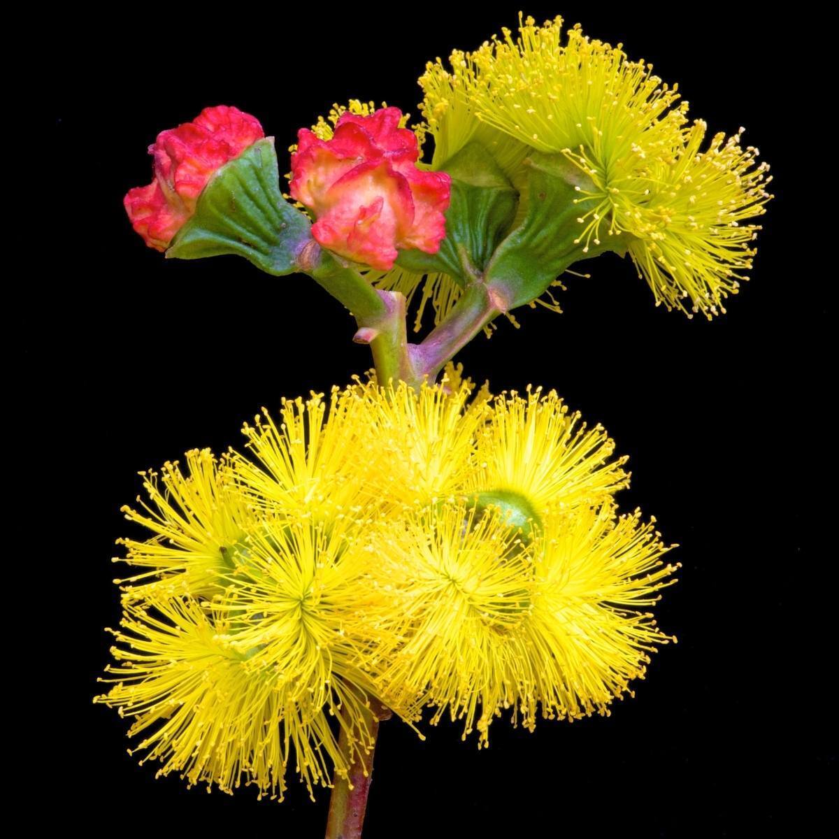 Red Cap Gum Dwarf Seeds