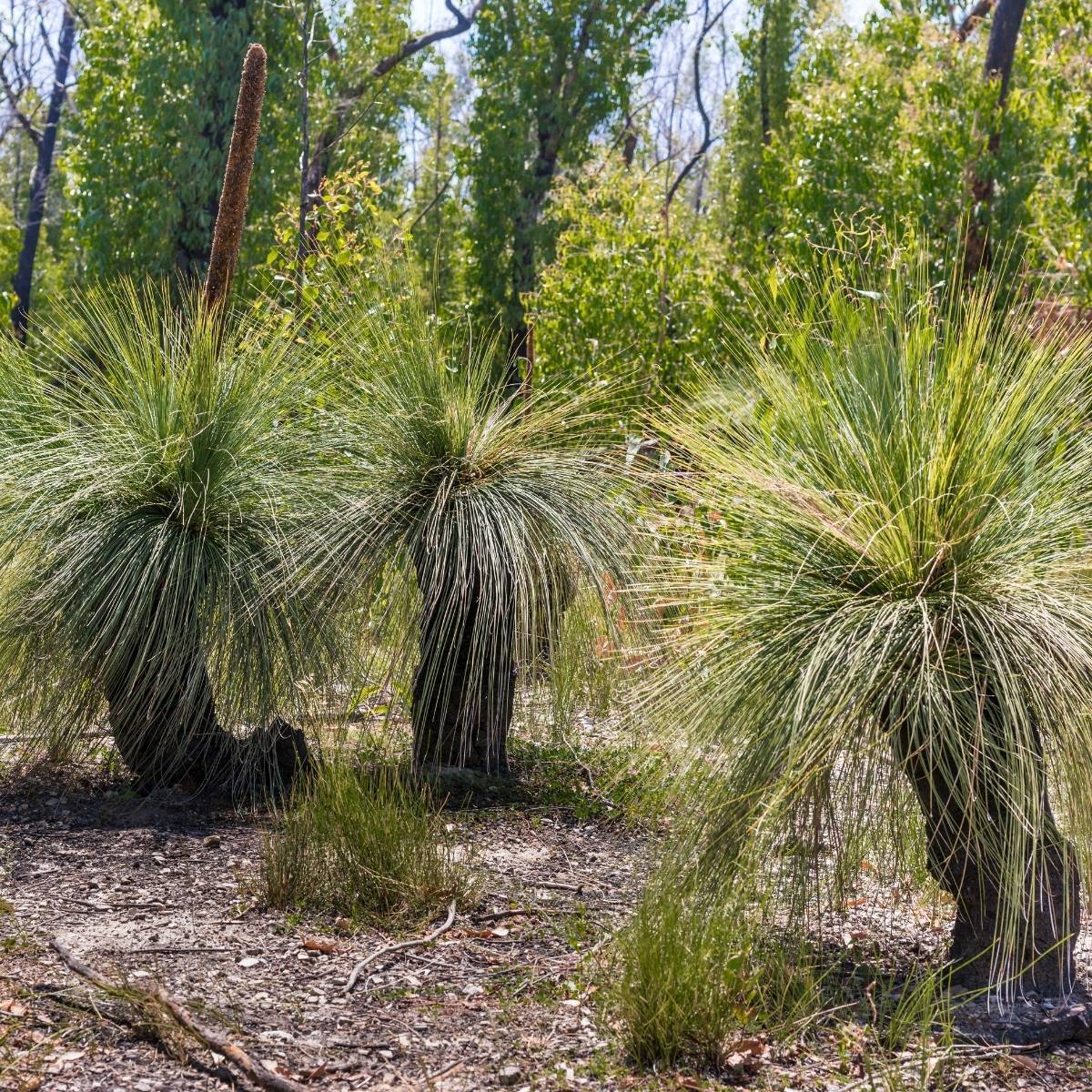 Australian Grass Tree Seeds