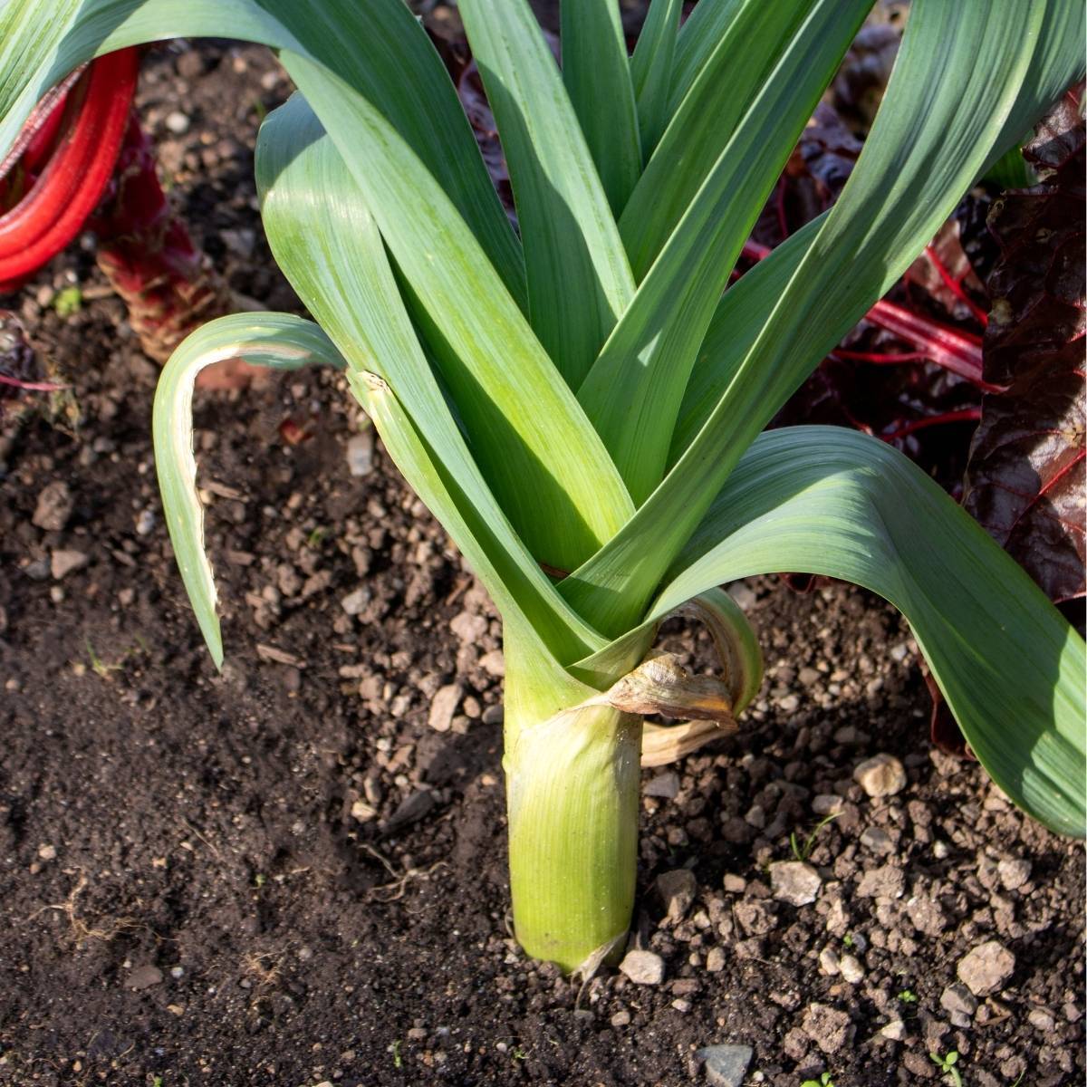 Carentan Leek Seeds