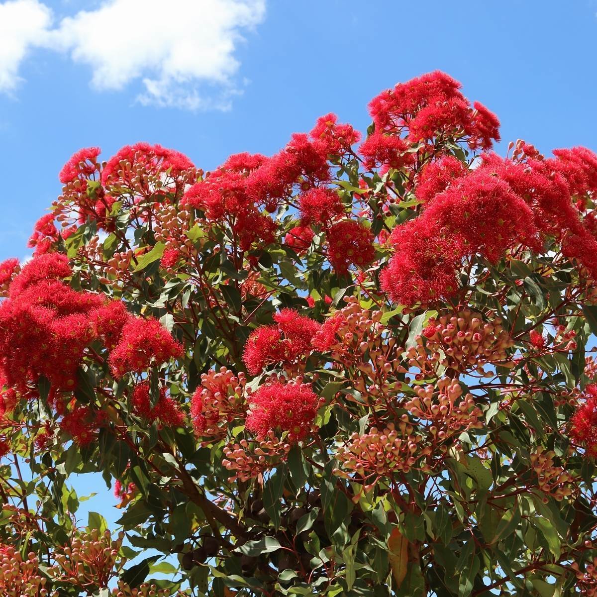 Red Flowering Gum Seeds