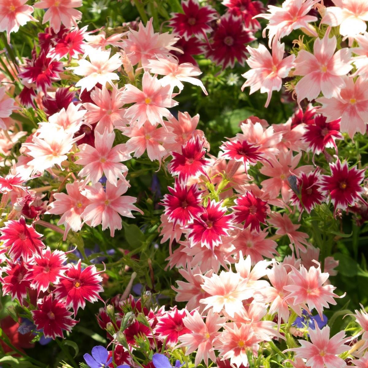 Phlox Twinkle Dwarf Mix Seeds