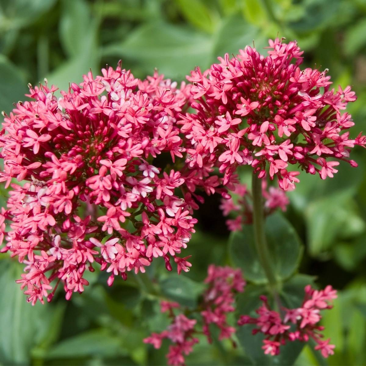 Red Valerian Seeds