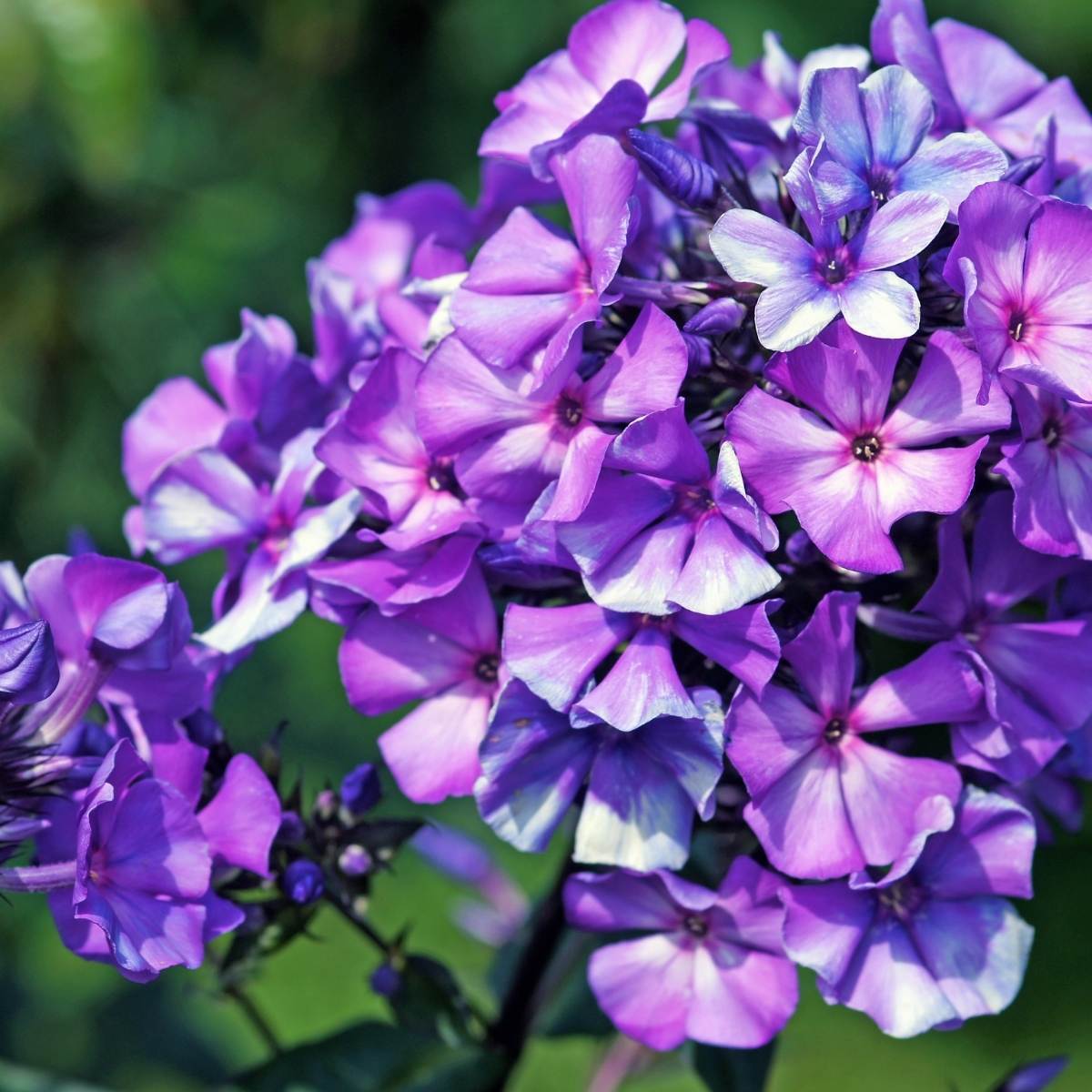 Phlox Beauty Blue Seeds