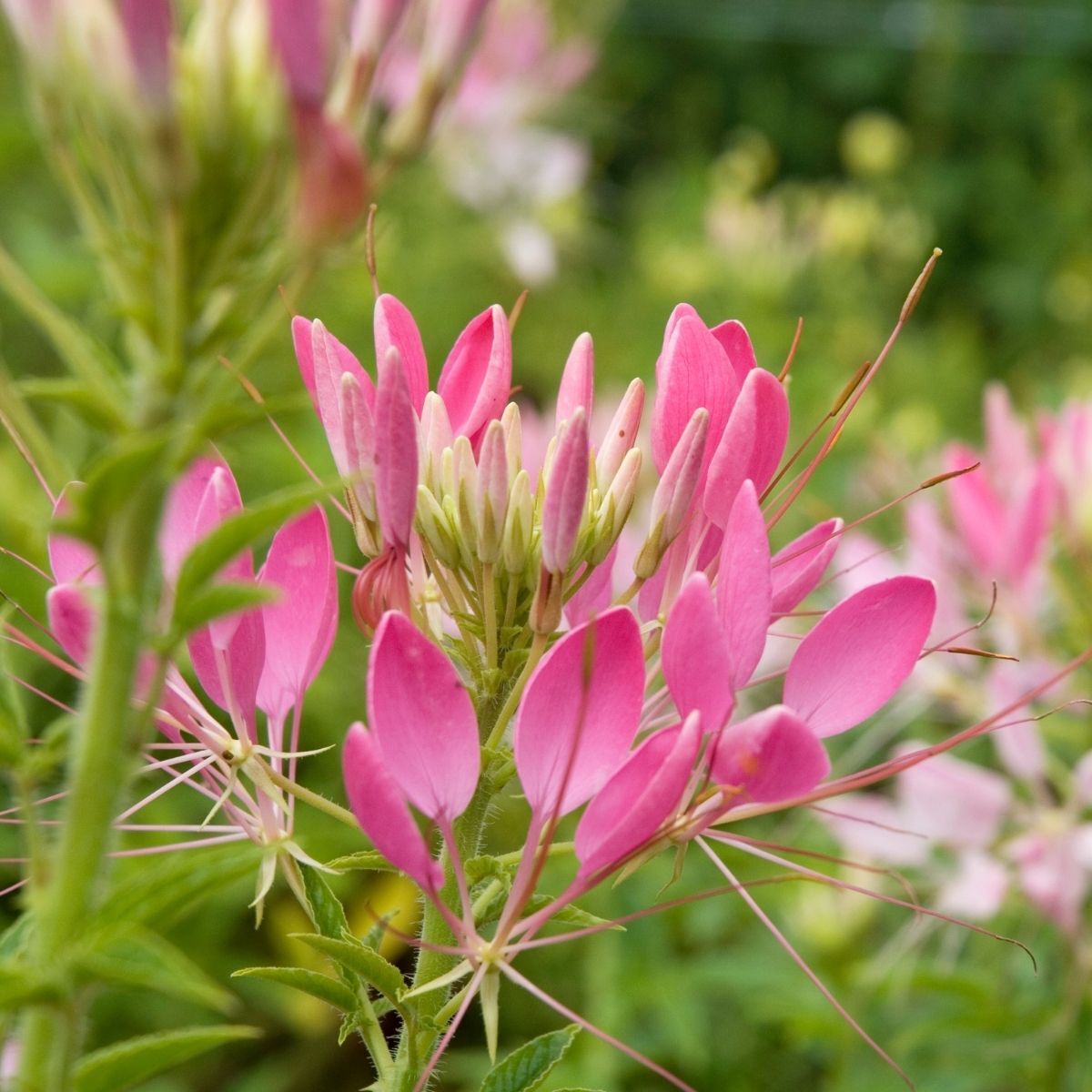 Spider Flower Fountain Mix Seeds