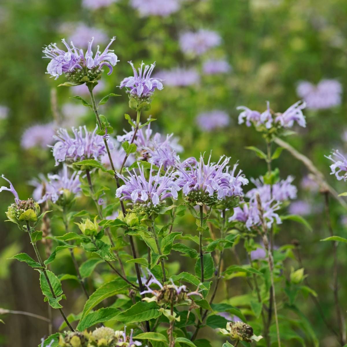 Bergamot Wild Seeds