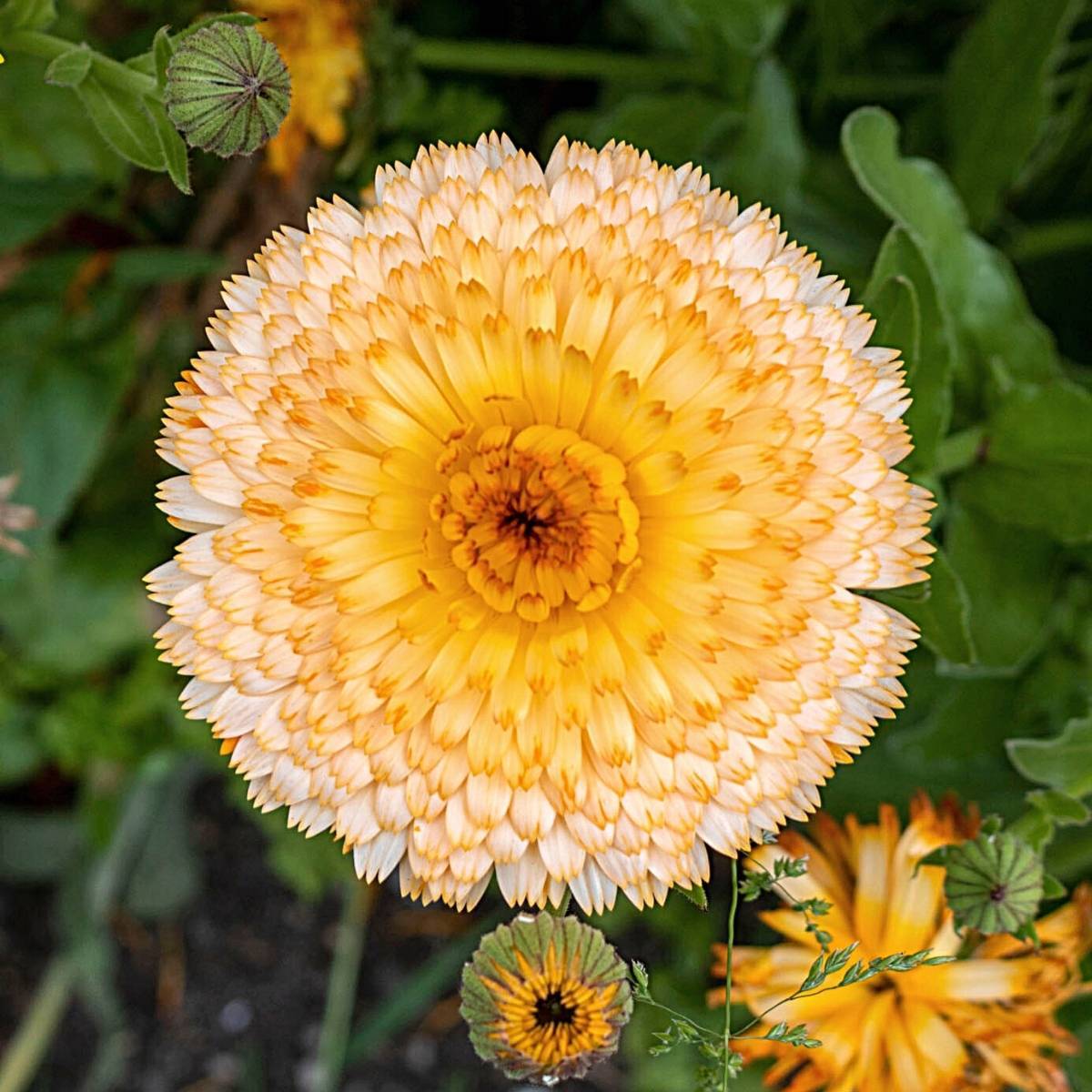 Calendula Pink Surprise Seeds