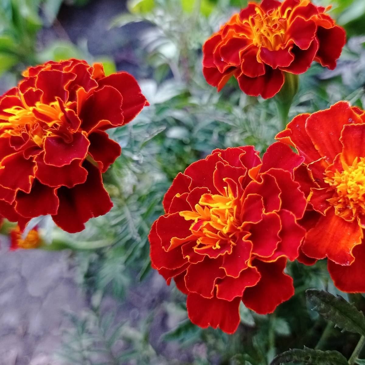 Marigold French Red Cherry Seeds