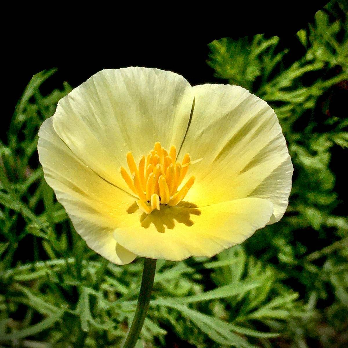 Californian Poppy Sundew Seeds