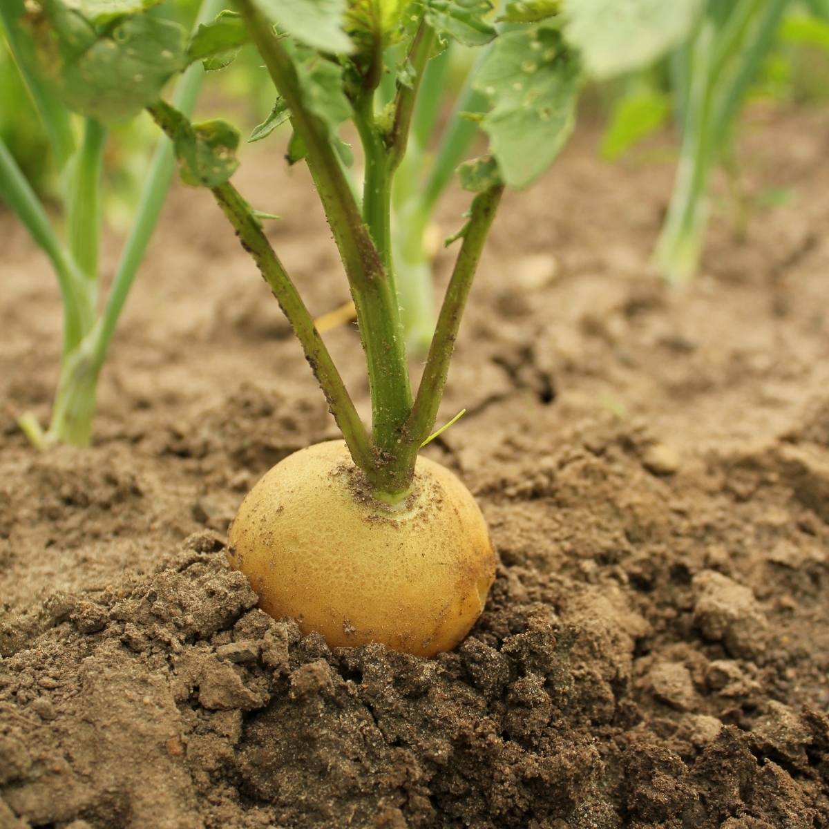 Golden Radish Seeds