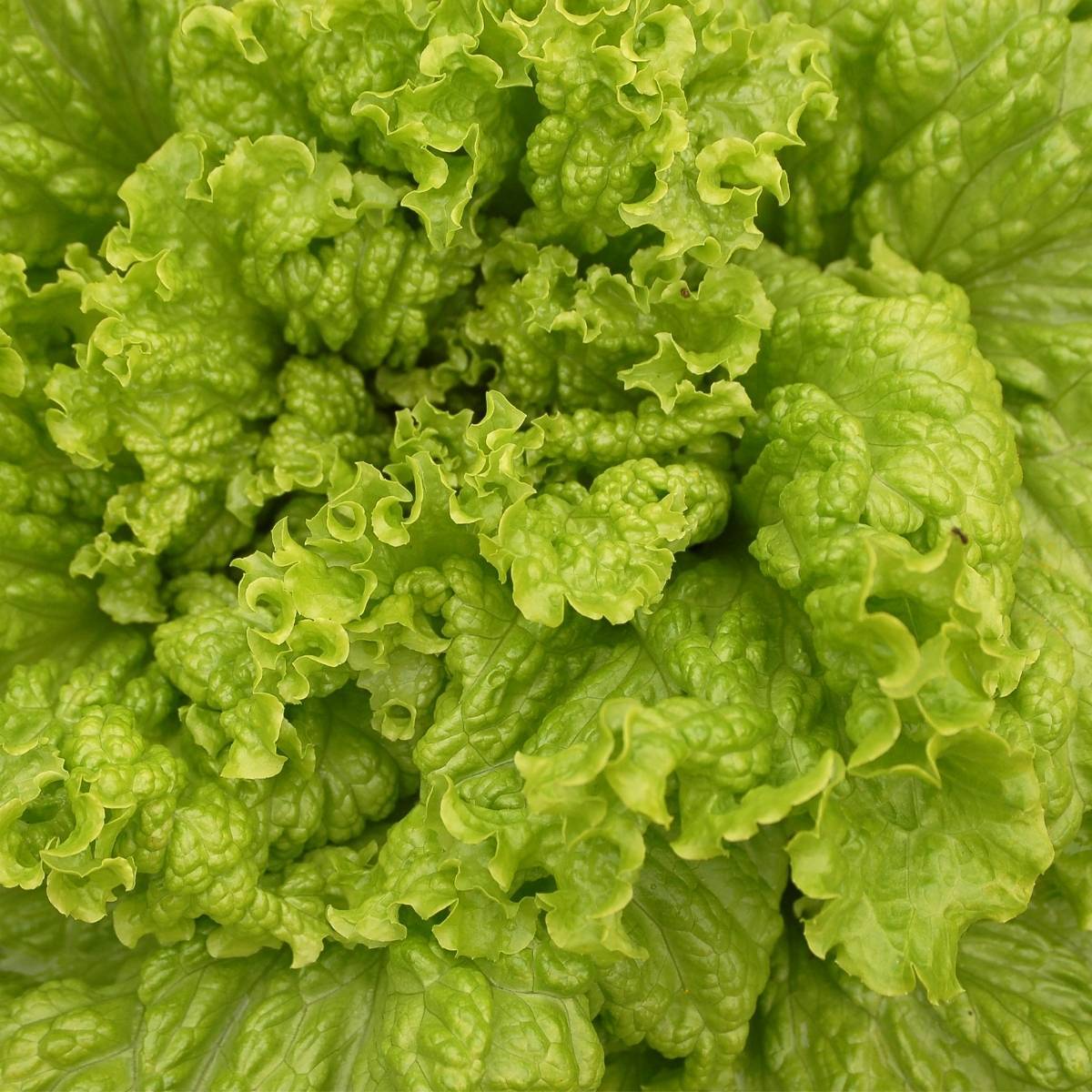 Australian Yellow Leaf Lettuce Seeds