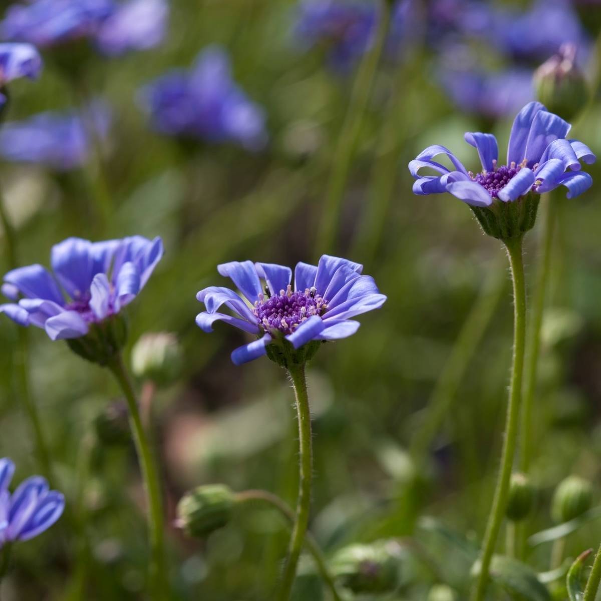 Heavenly Blue Daisy Seeds