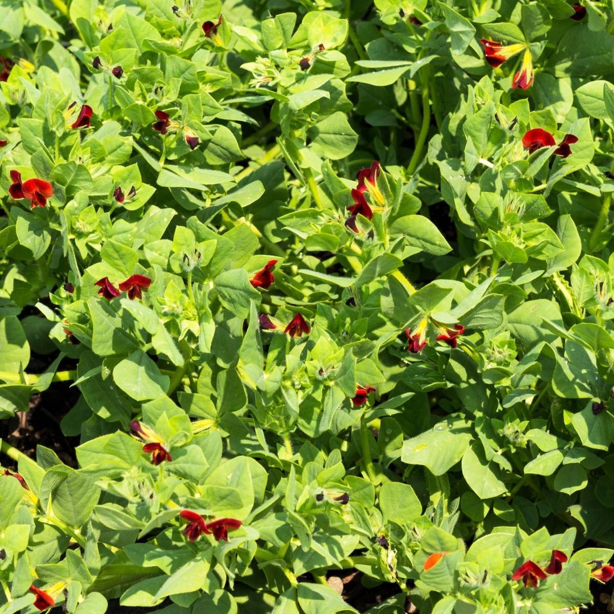 Winged Pea Seeds