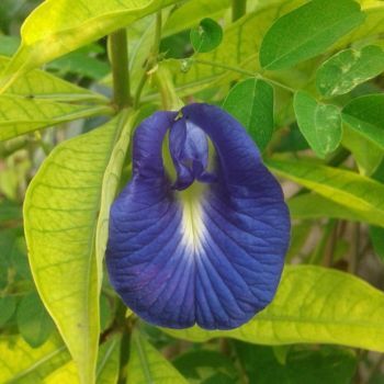 Blue Butterfly Pea Seeds