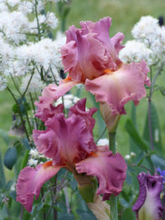 Dame de Coeur Tall Bearded Iris Seeds