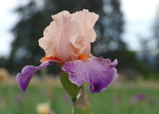 Damsel In A Dress Tall Bearded Iris Seeds