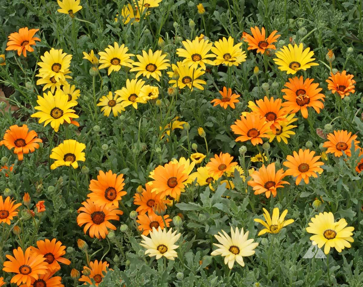 Daisy Seeds (African)