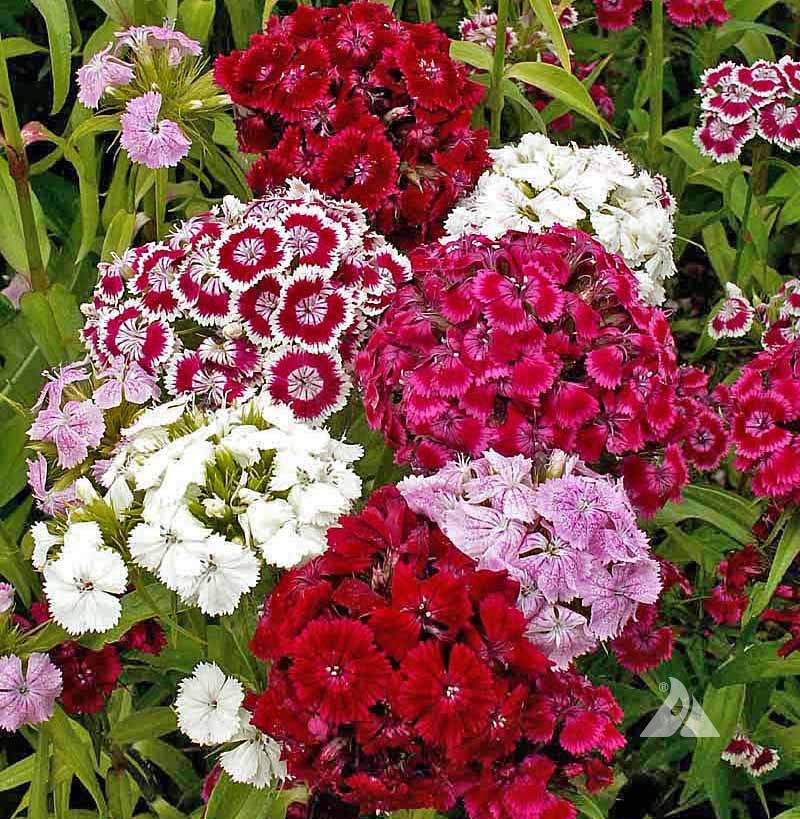 Dianthus Dianthus Barbatus Pink Beauty Flower Seeds for Planting – Decorative Blooms for Beds, Borders, and Pots
