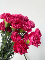Heirloom Non-GMO Dark Pink Carnation Flower Seeds for Planting – Fragrant Garden Seeds - Non-GMO for planting in home garden