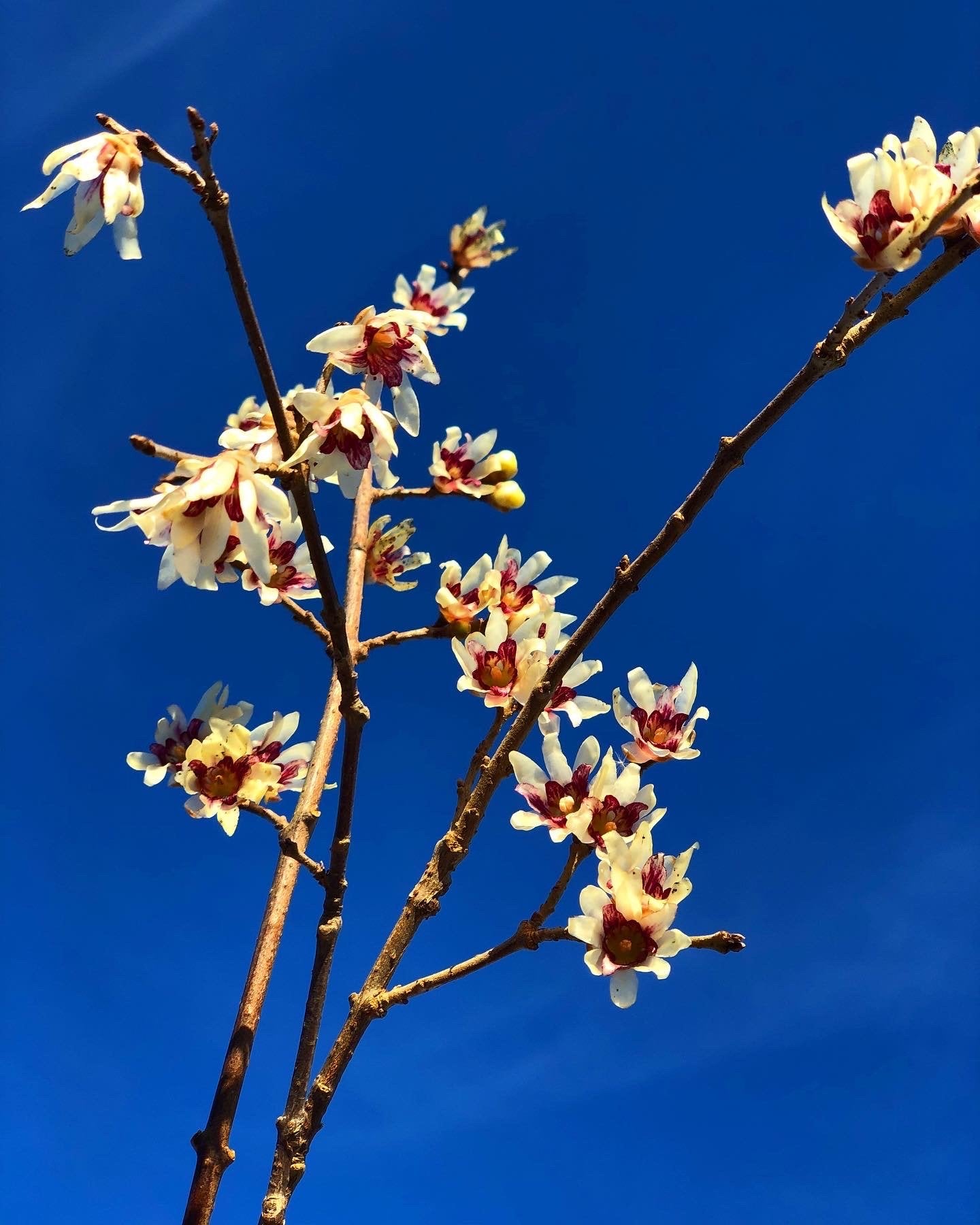 Chimonanthus Praecox Wintersweet Shrub