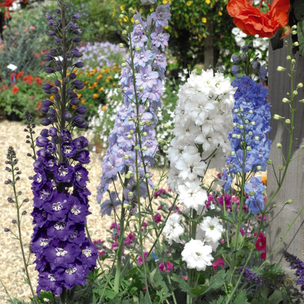Delphinium Elatum Flowering Seeds For Planting, Tall border gardens and landscape planting