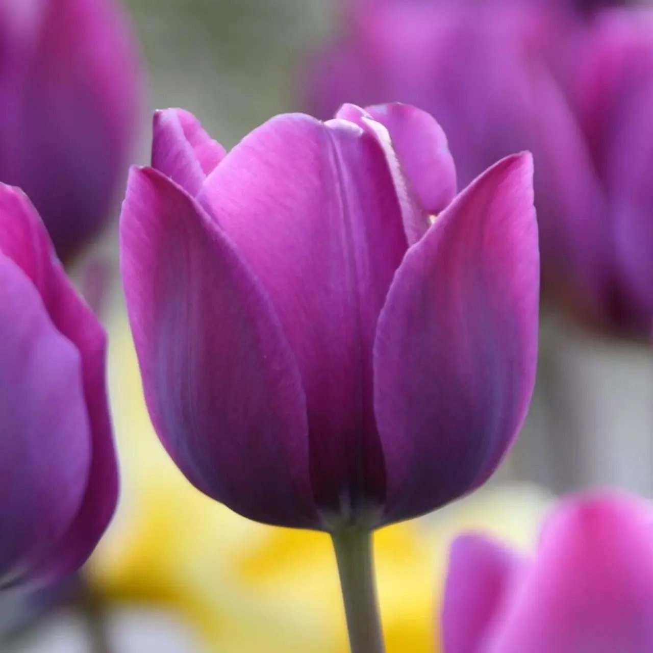 Violet Tulip Seeds for Planting – Heirloom, Non-GMO, Beautiful Garden Flowers Dhara Seeds