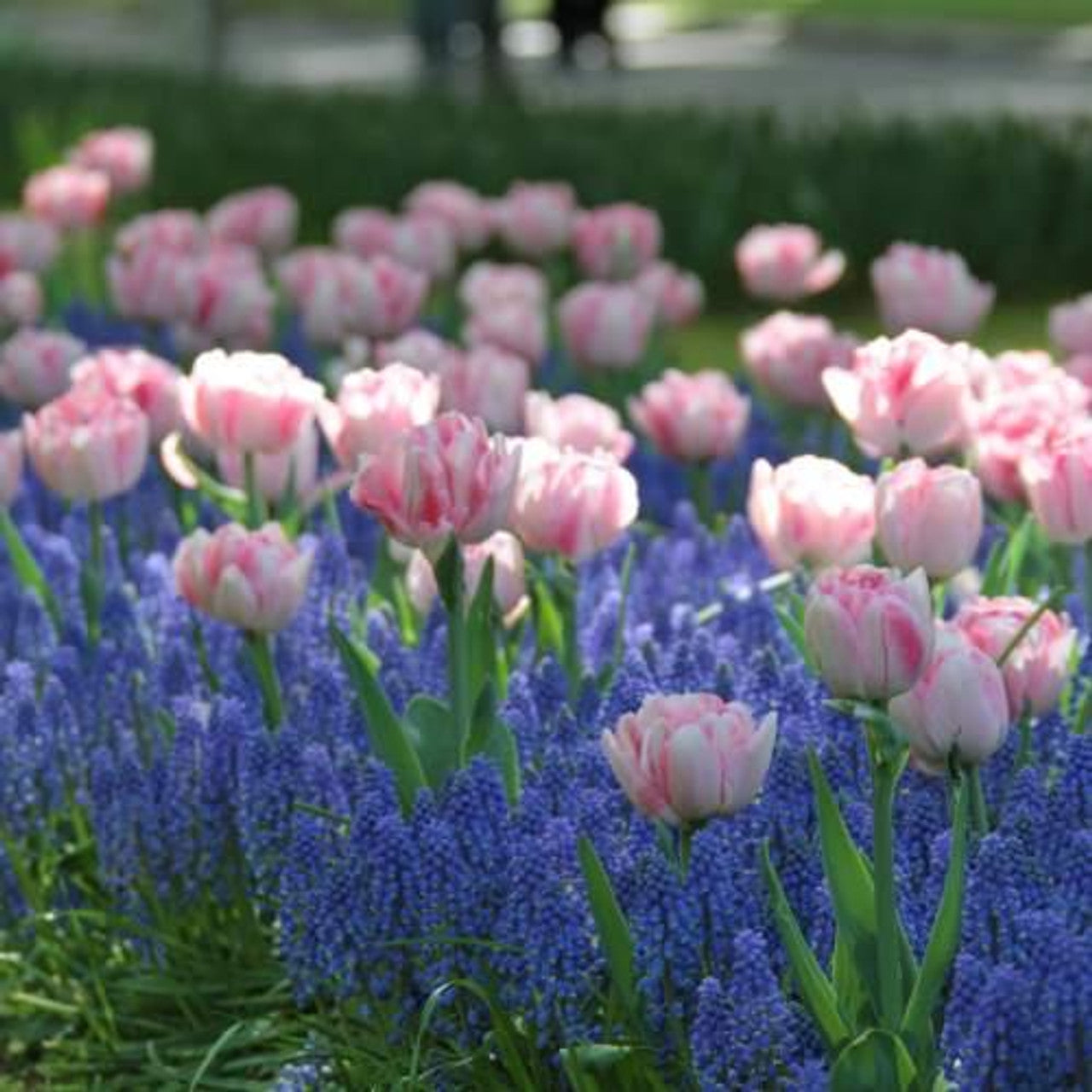 Tulip & Muscari Collection