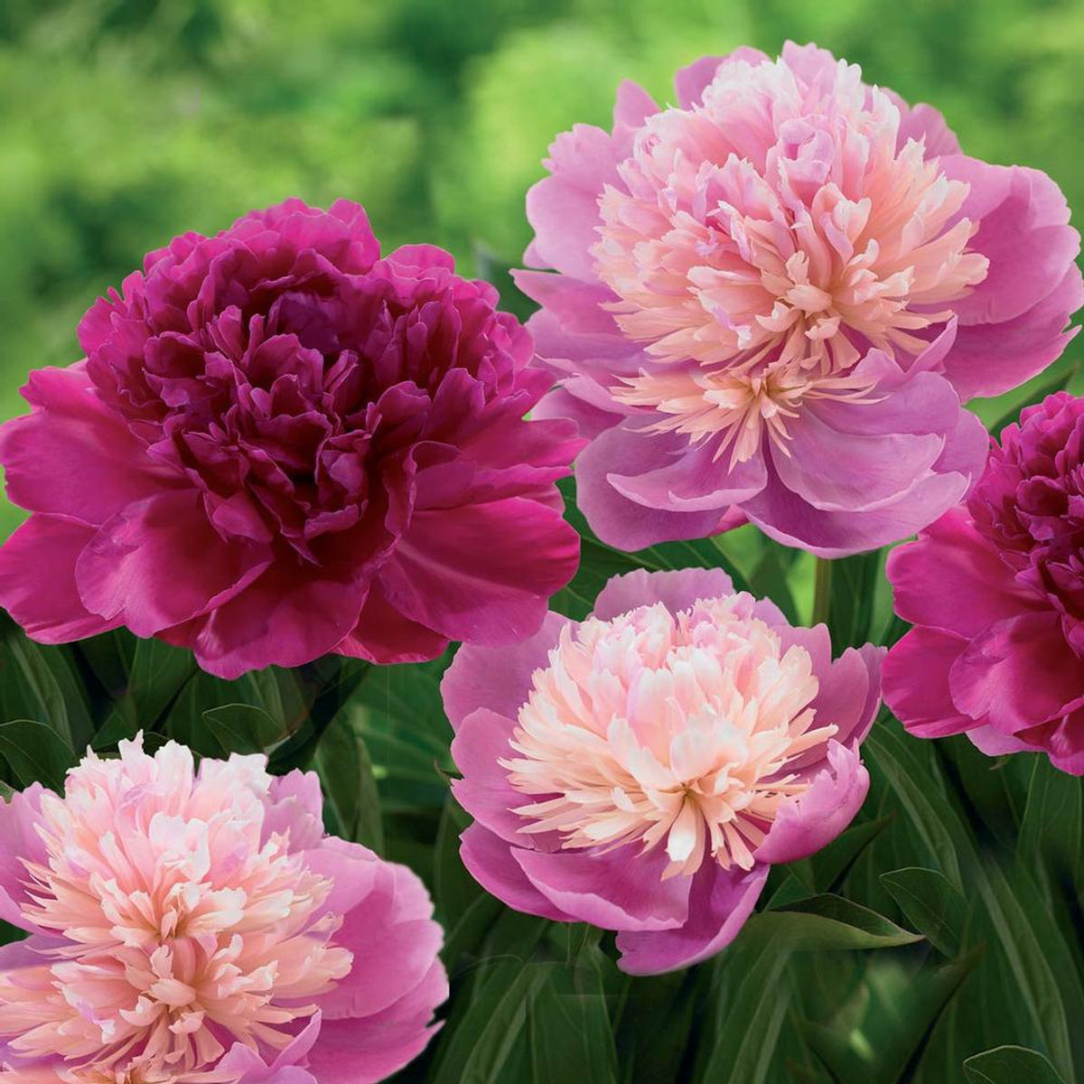 Double Bloom Peony Flower Seeds Paeonia lactiflora for Rare Chinese Perennial Gardens