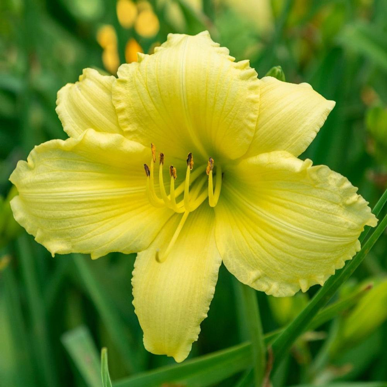 Big Time Happy Daylily