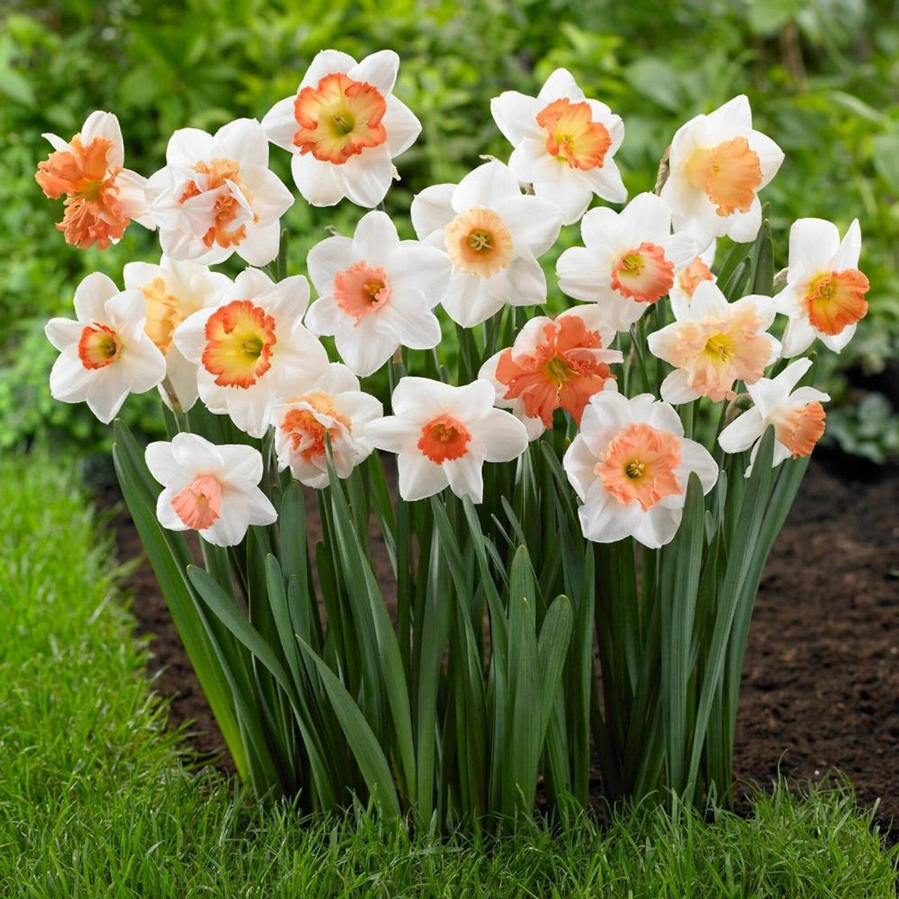 Daffodil Bulbs - Pretty in Pink Mix