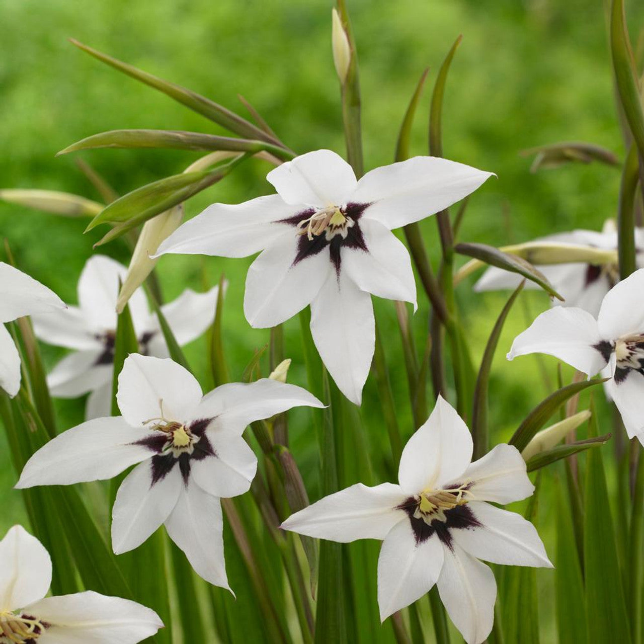 Peacock Orchid Bulbs - Gladiolus acidanthera