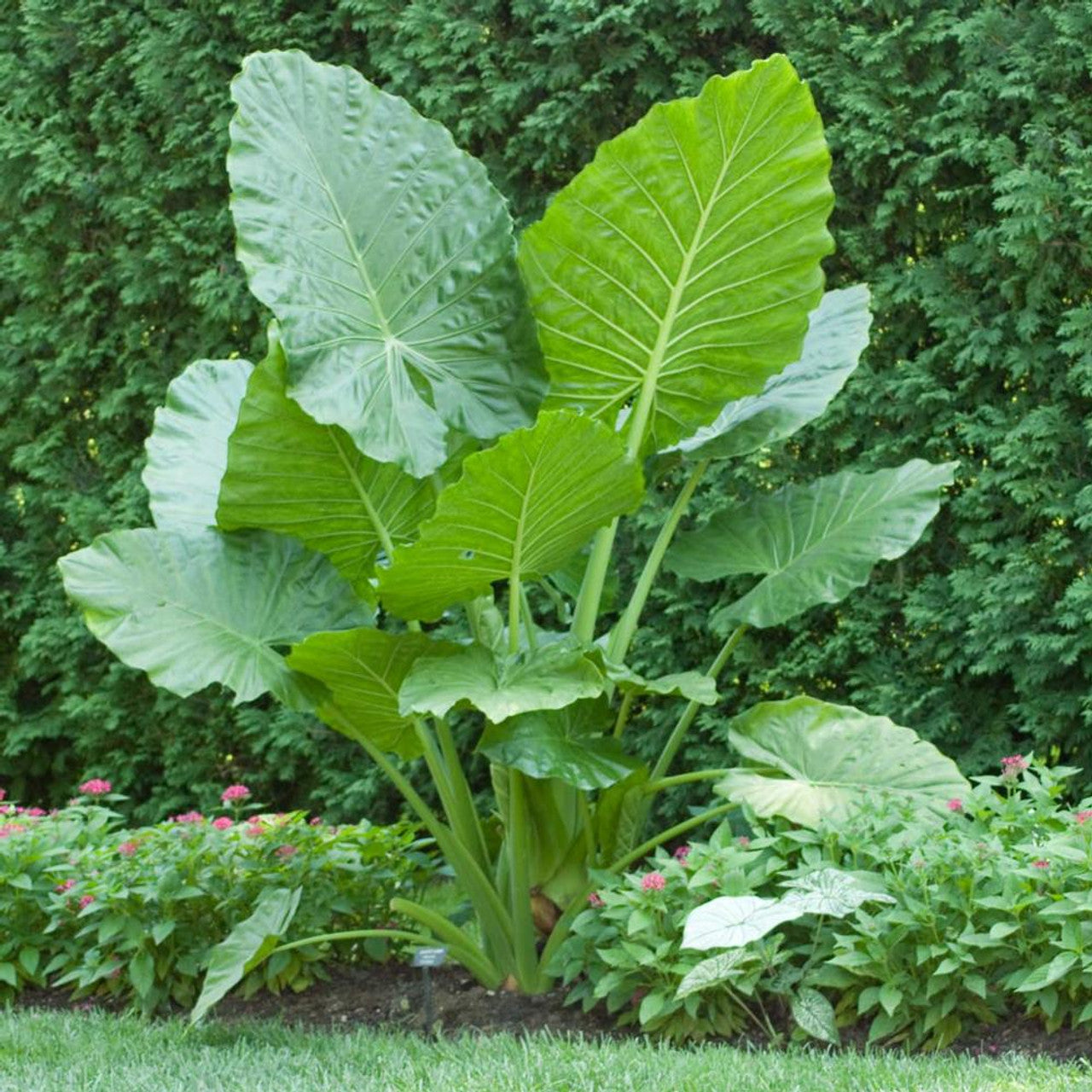 Alocasia Portora Ruffled Upright Elephant Ear Bulb