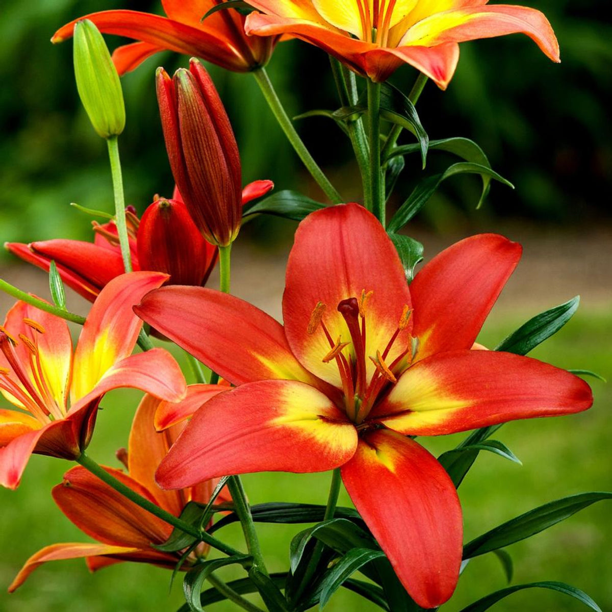 Yellow Red Lilium Flower Seeds for Garden - 100 pcs