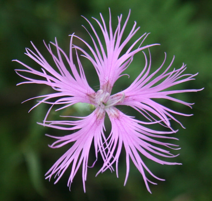 Pink Dianthus Superbus Flower Seeds for Planting, 100