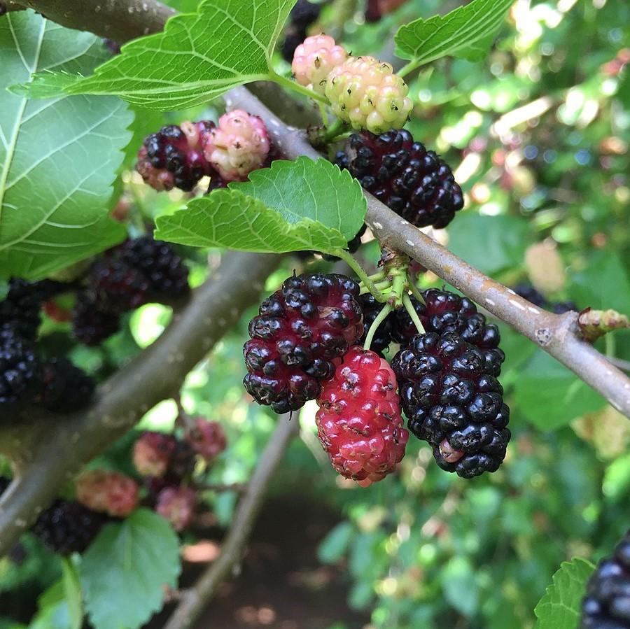 Red Mulberry – Sweet, Juicy, and Nutritious Berries