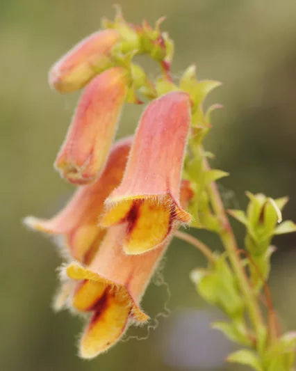 Digitalis Sunset