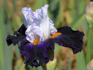 Domino Noir Tall Bearded Iris