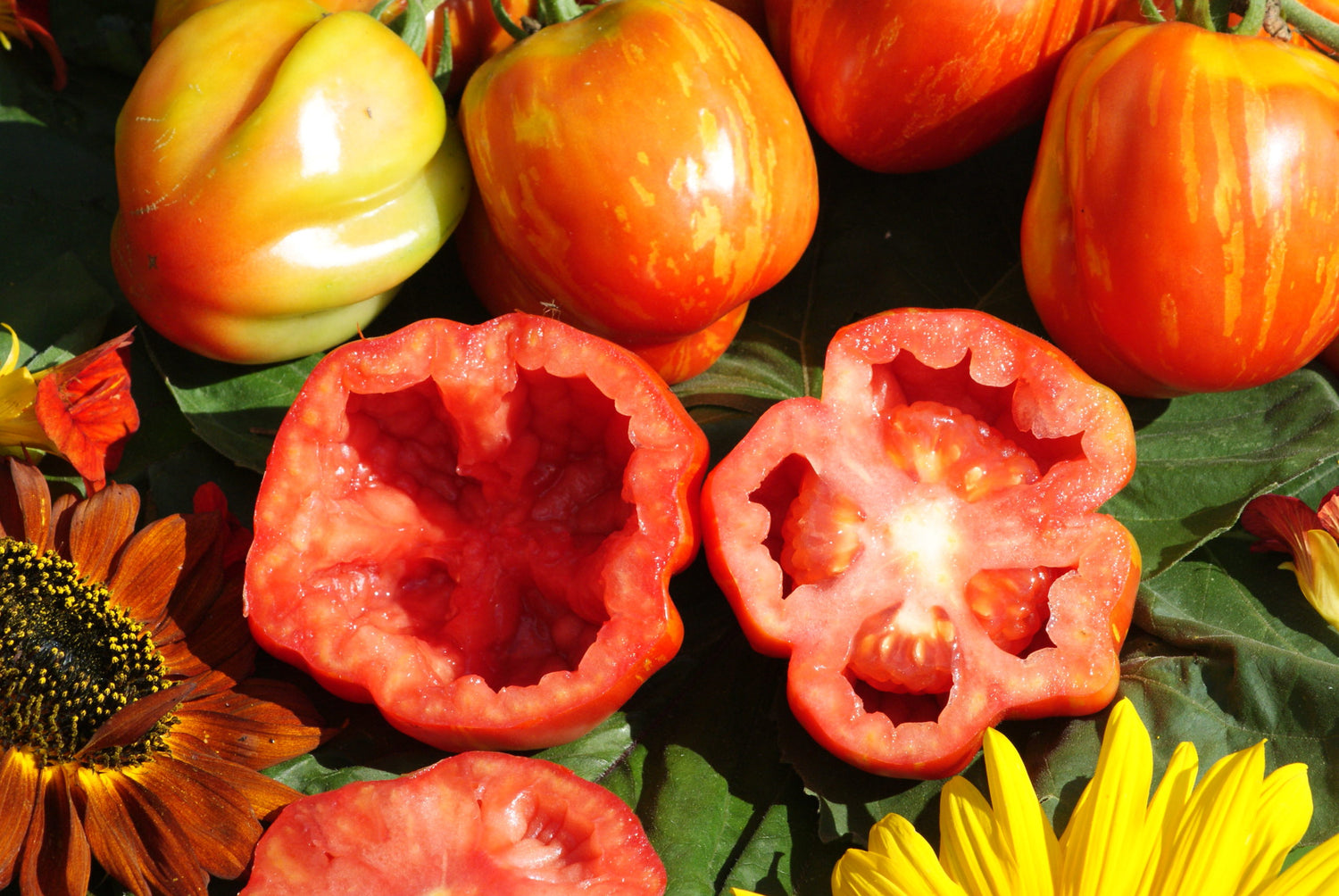 Heirloom Strip Cavern Tomato Organic - Seeds for Stuffing Tomatoes with Sweet Flavor