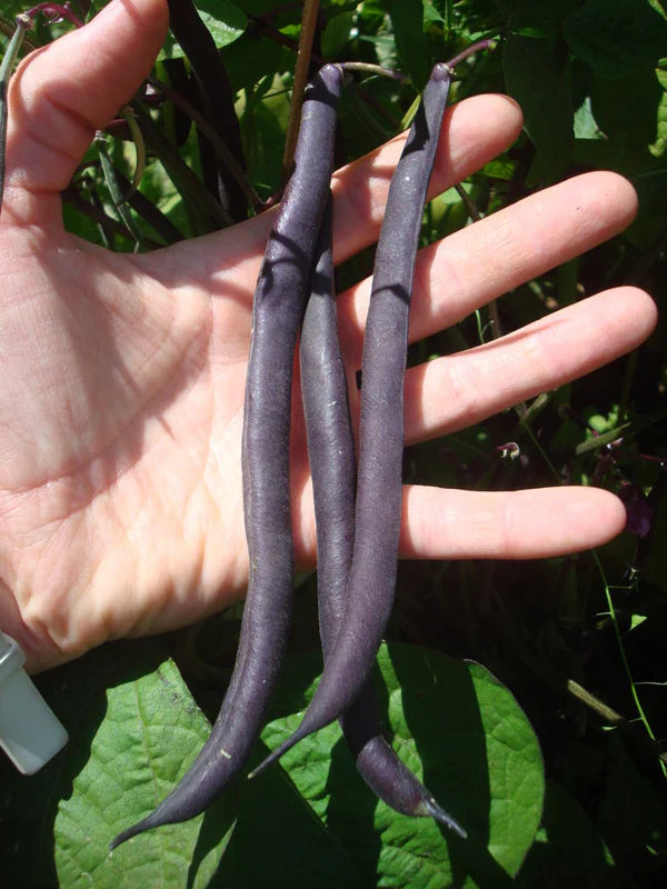 Bean Seeds (Bush) - Royal Burgundy