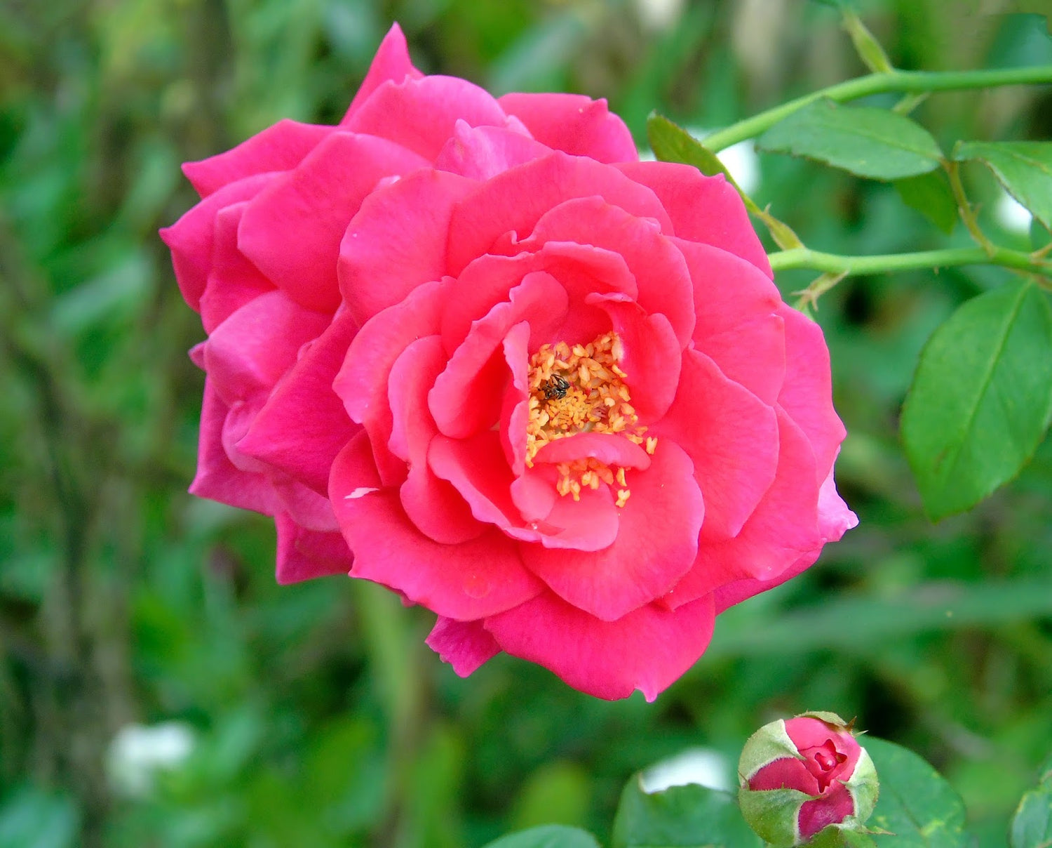 Rose Rosa Hybrida Flower Seeds for Planting