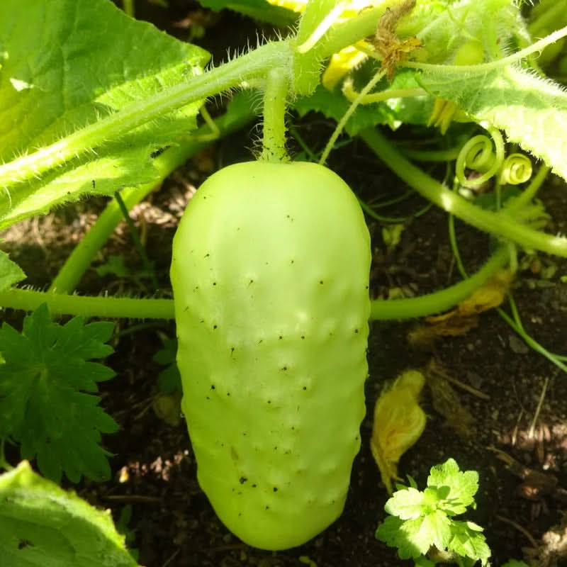 Boothby's Blond Cucumber Vegetable Seeds for Planting - Heirloom & Non-GMO Garden seeds
