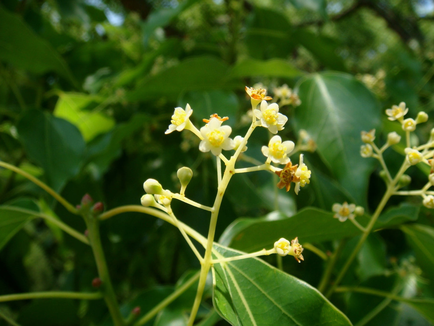 Camphor Tree