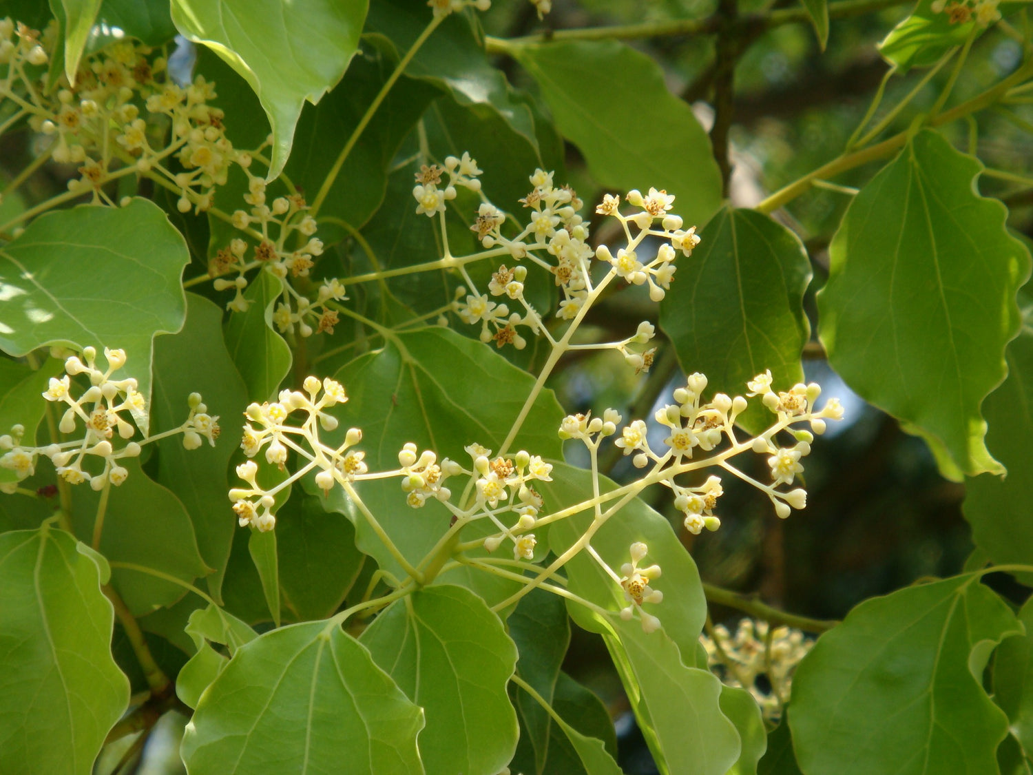 Camphor Tree