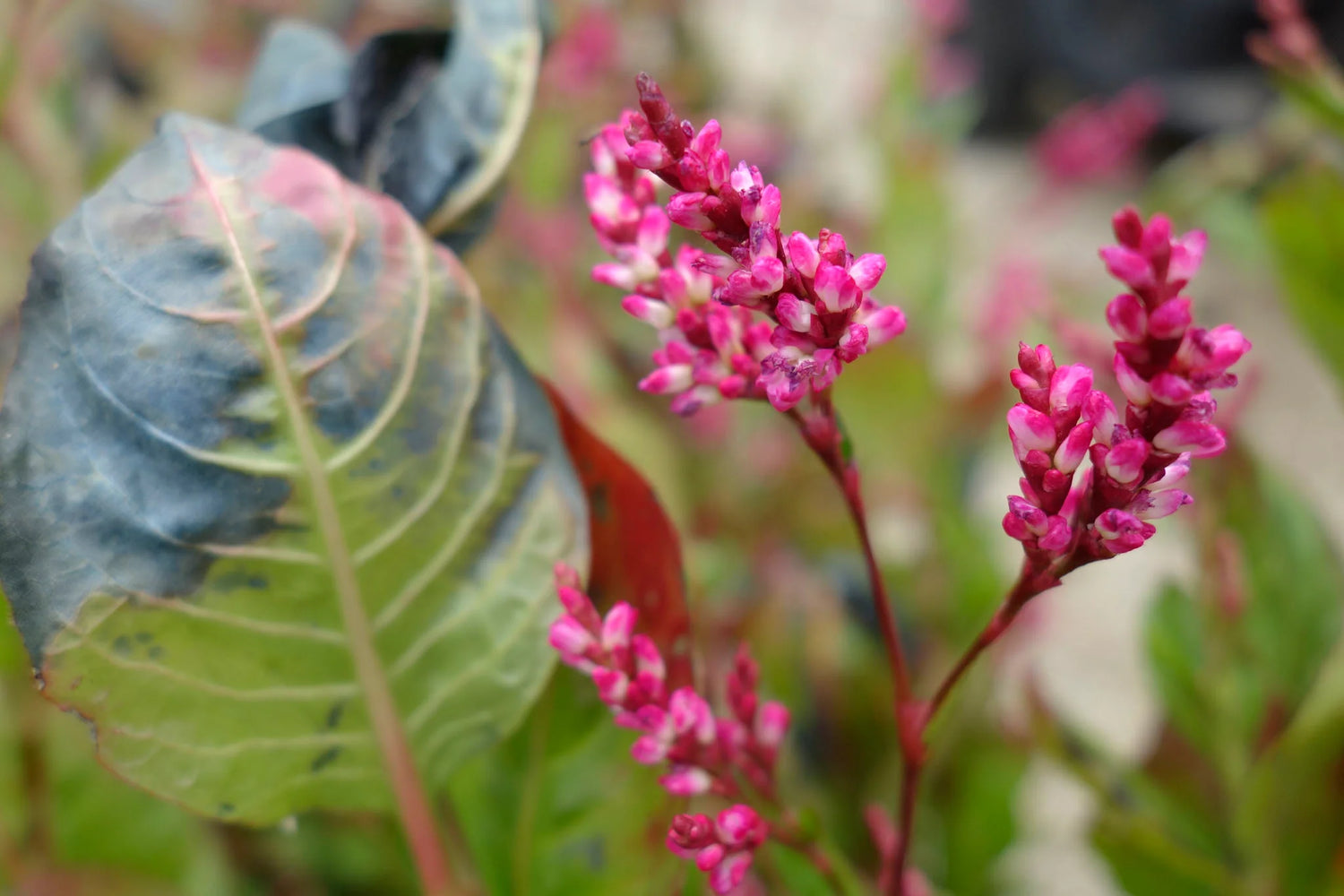 Japanese Indigo Seeds