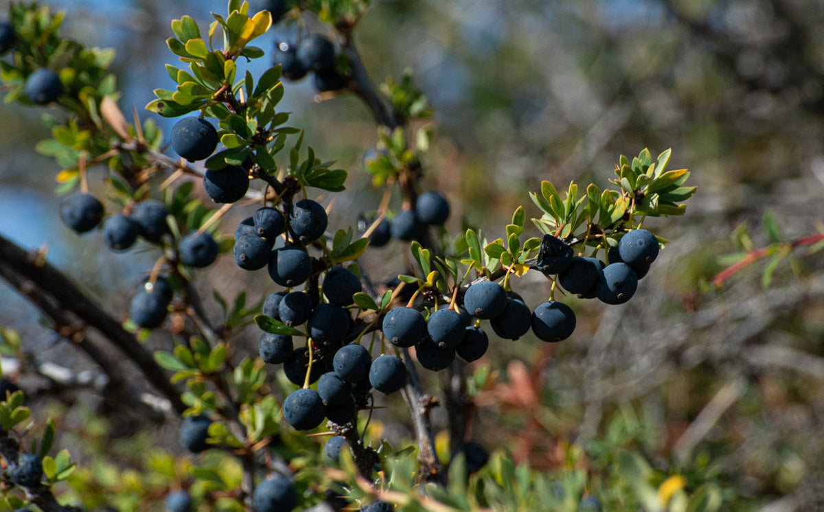 Magellan Barberry (Berberis microphylla)